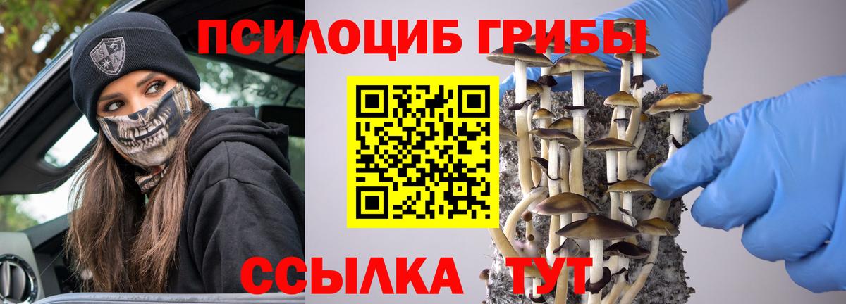 Майкоп  купить  цена  Вход с VPN  Псилоцибиновые грибы прущие грибы 